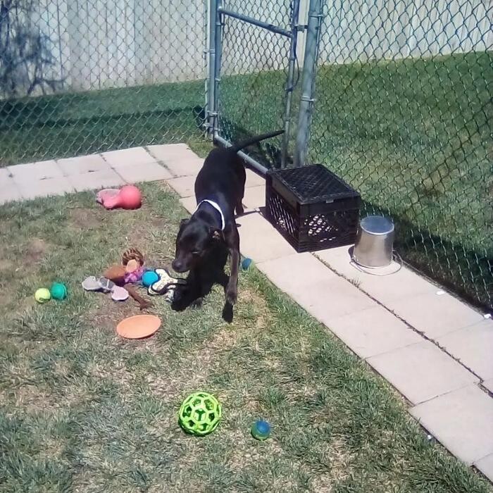 Images Willow Creek Kennels
