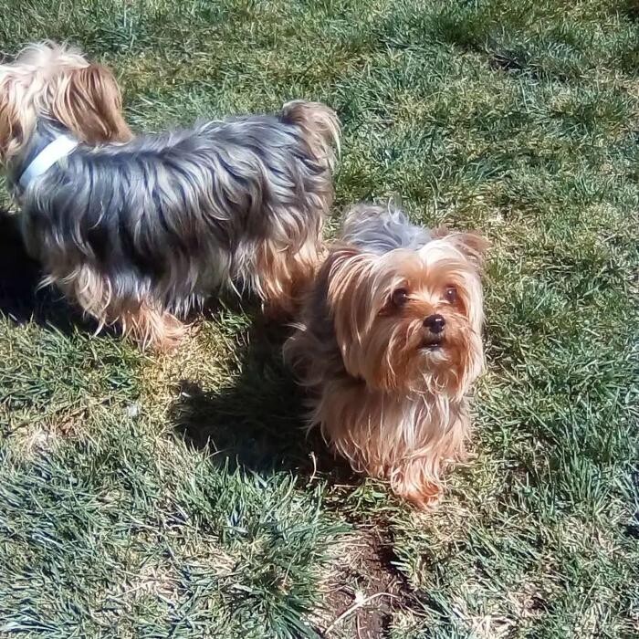 Images Willow Creek Kennels