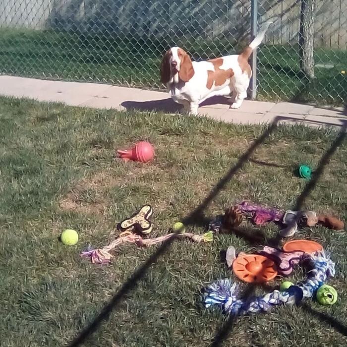 Images Willow Creek Kennels