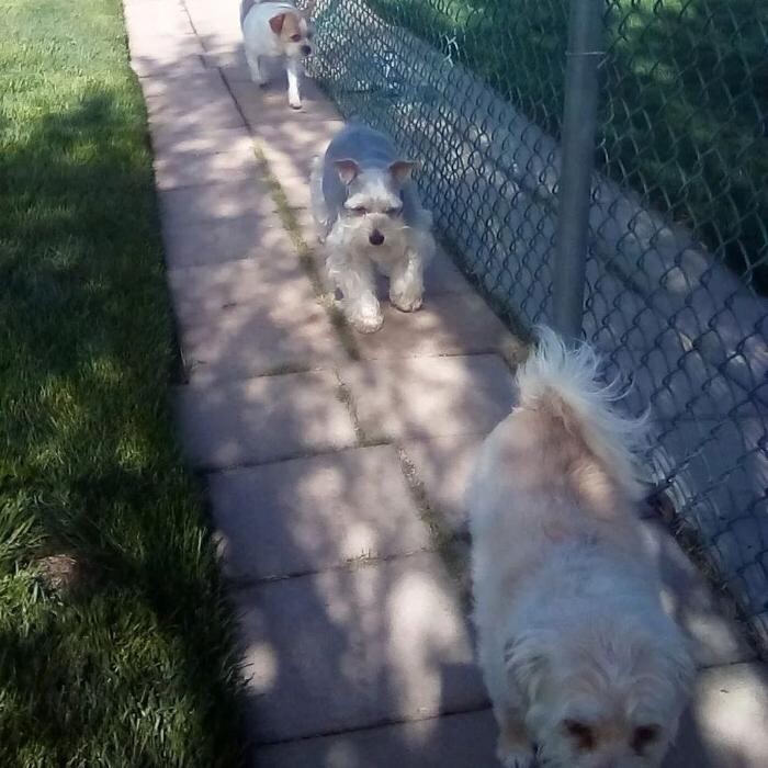 Images Willow Creek Kennels