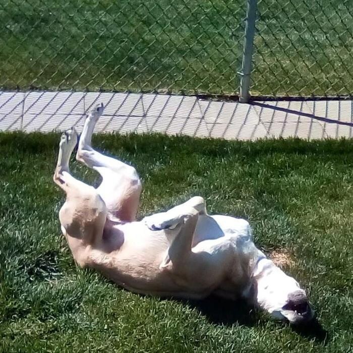 Images Willow Creek Kennels