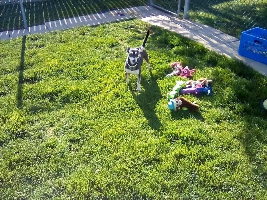 Images Willow Creek Kennels
