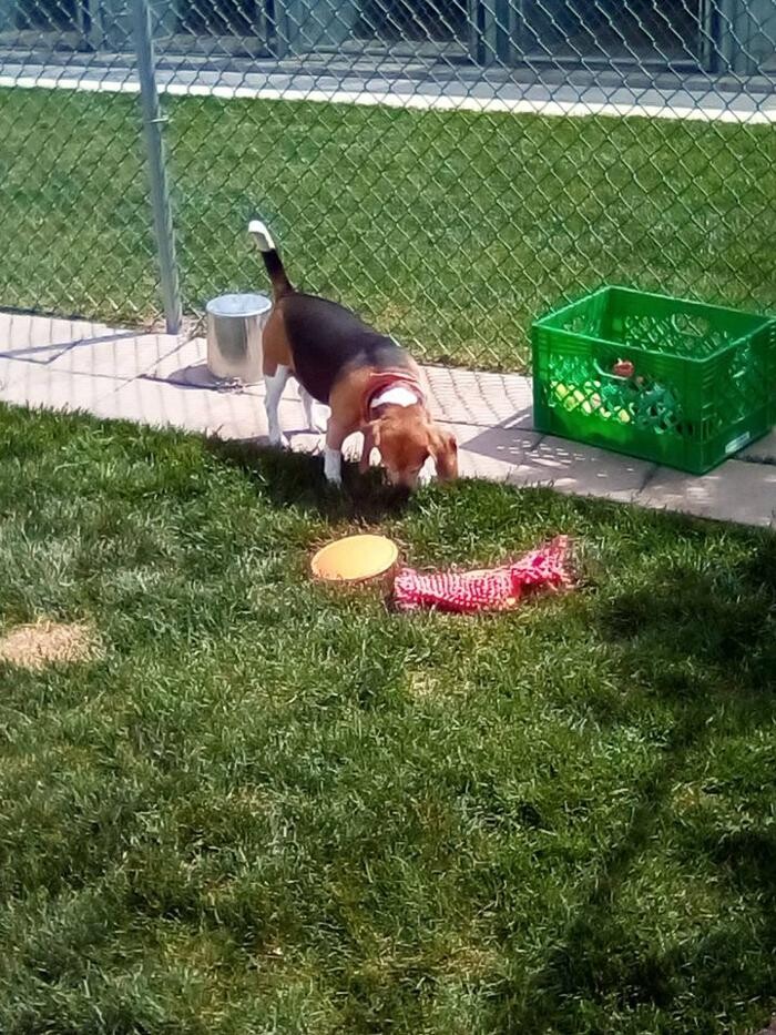 Images Willow Creek Kennels