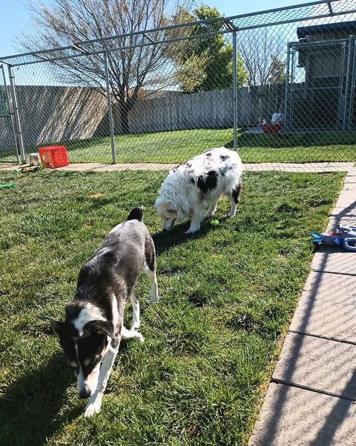 Images Willow Creek Kennels