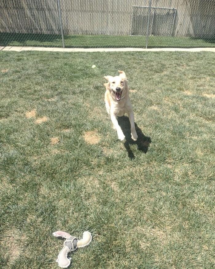 Images Willow Creek Kennels