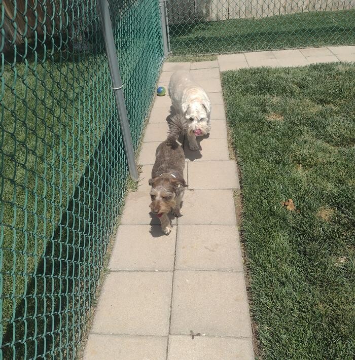 Images Willow Creek Kennels
