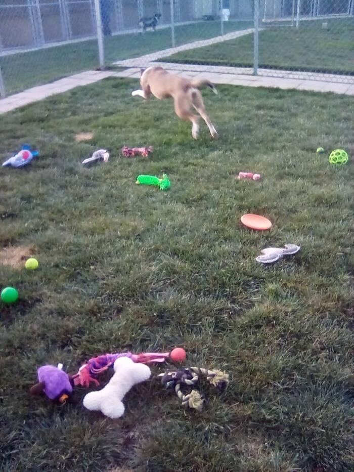 Images Willow Creek Kennels