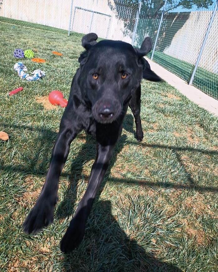 Images Willow Creek Kennels
