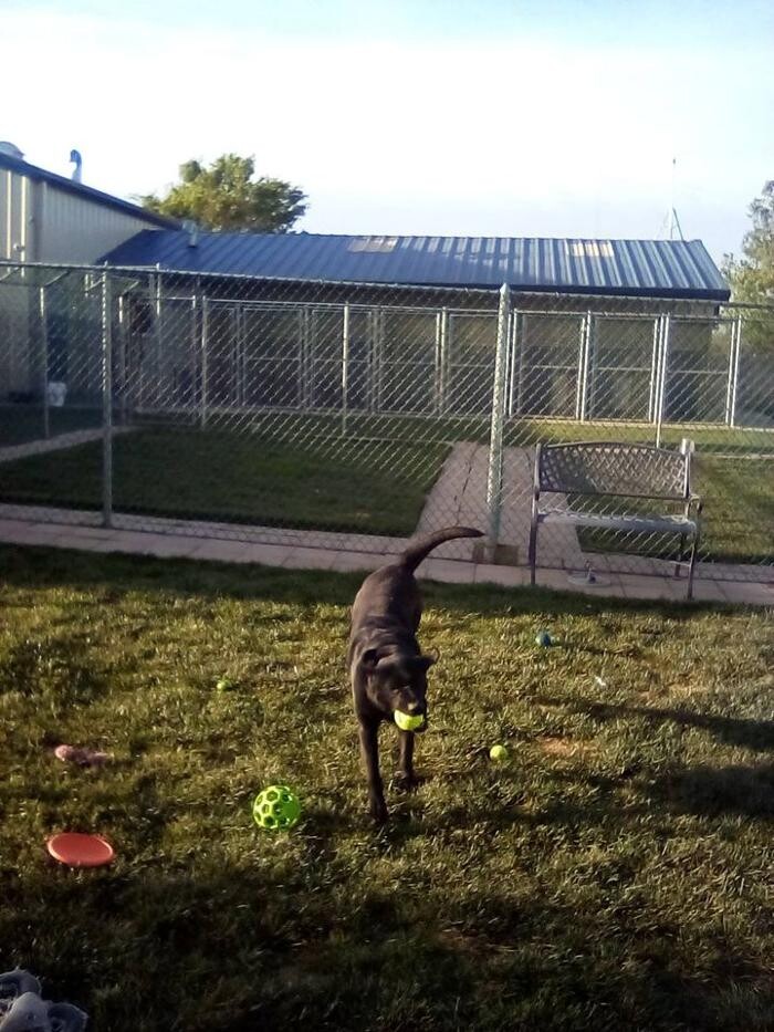 Images Willow Creek Kennels