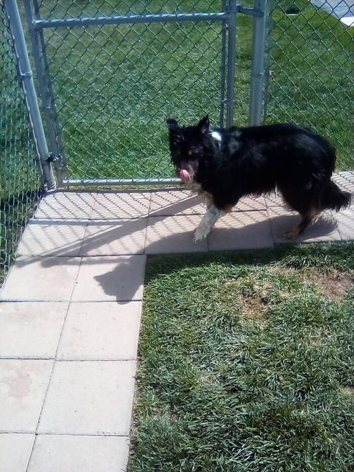 Images Willow Creek Kennels