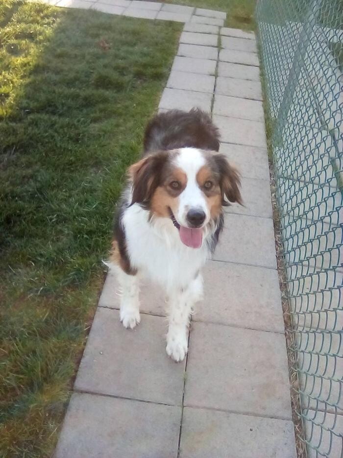 Images Willow Creek Kennels