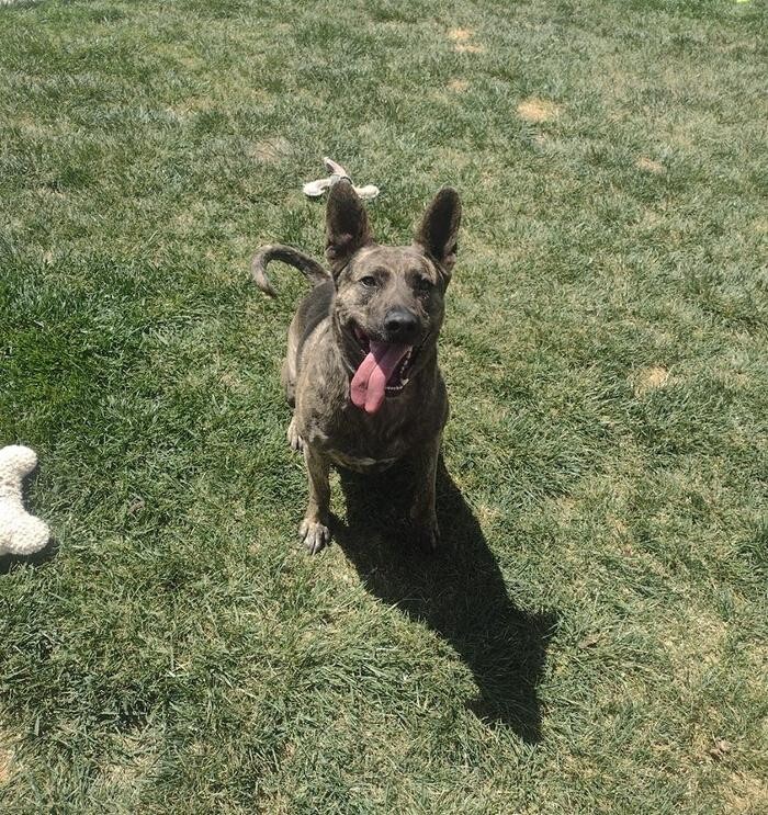 Images Willow Creek Kennels