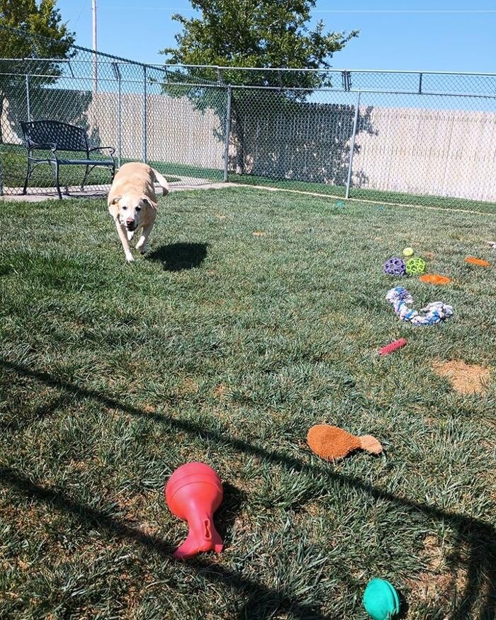 Images Willow Creek Kennels