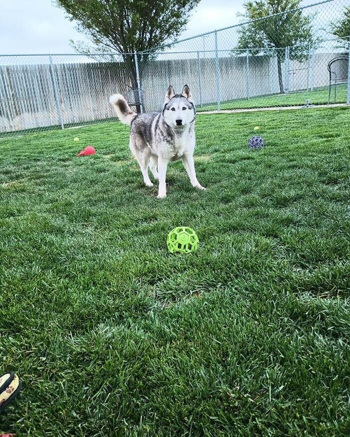 Images Willow Creek Kennels