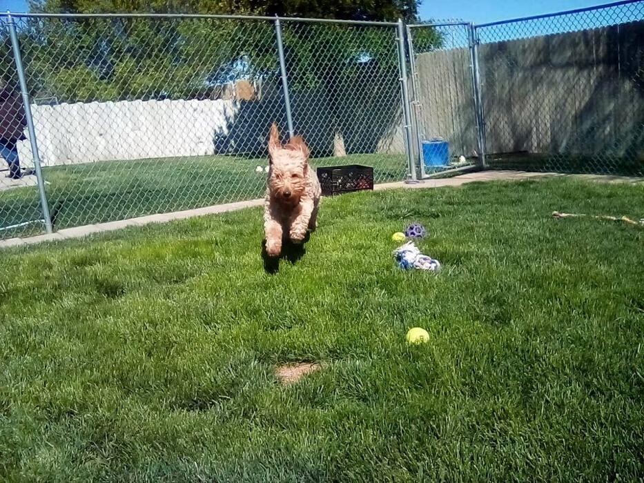 Images Willow Creek Kennels
