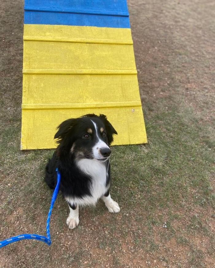 Images Willow Creek Kennels
