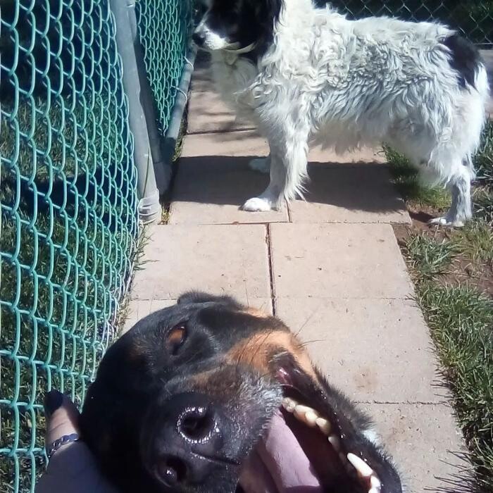 Images Willow Creek Kennels