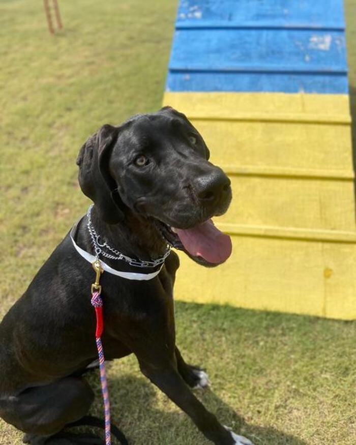 Images Willow Creek Kennels