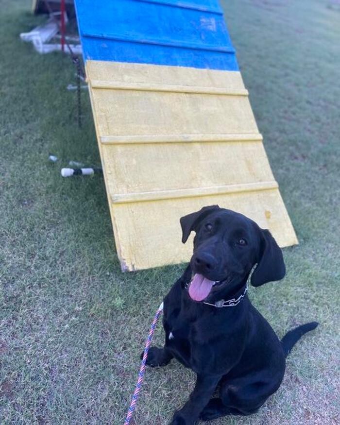 Images Willow Creek Kennels