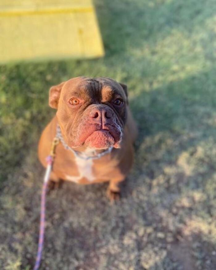 Images Willow Creek Kennels