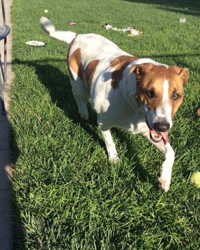 Images Willow Creek Kennels