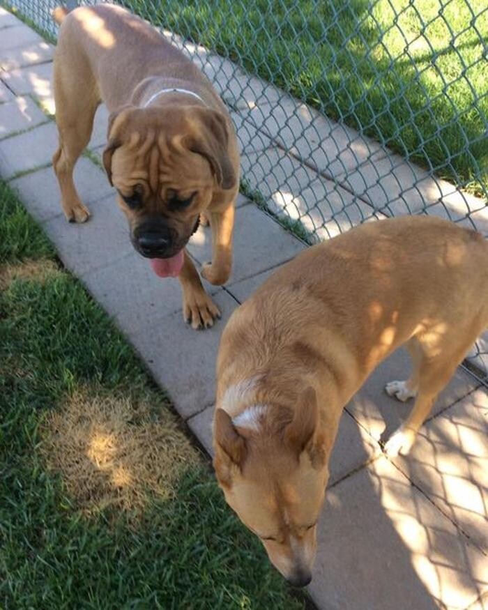 Images Willow Creek Kennels
