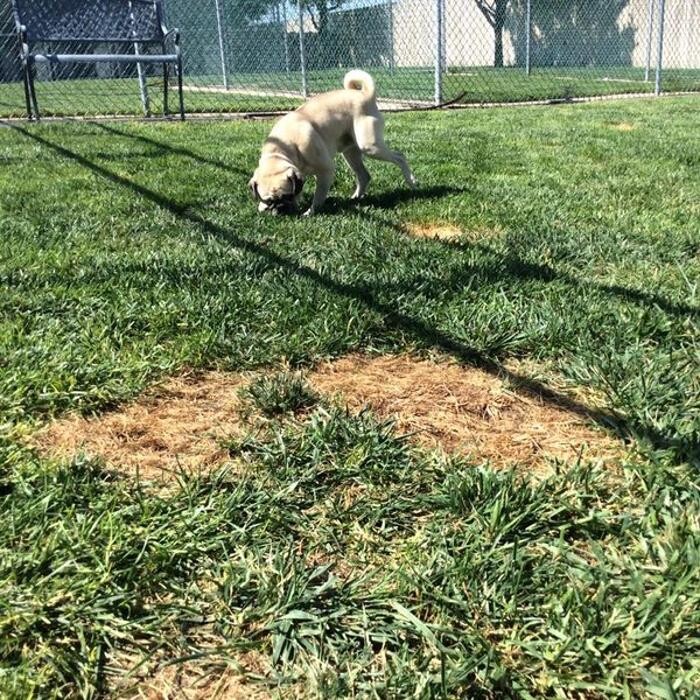 Images Willow Creek Kennels