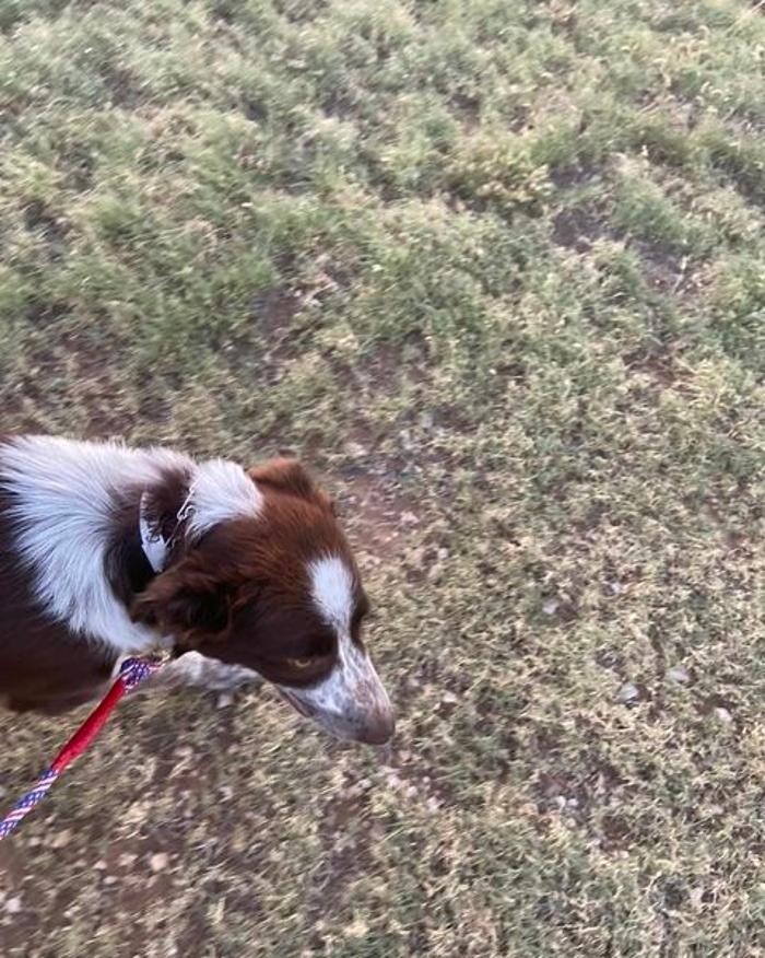 Images Willow Creek Kennels