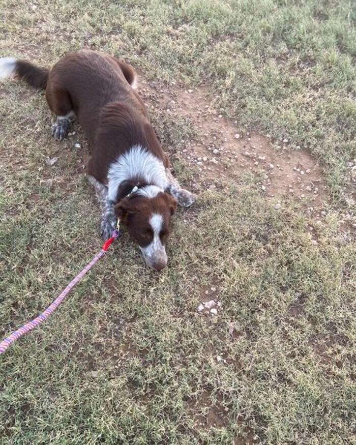 Images Willow Creek Kennels