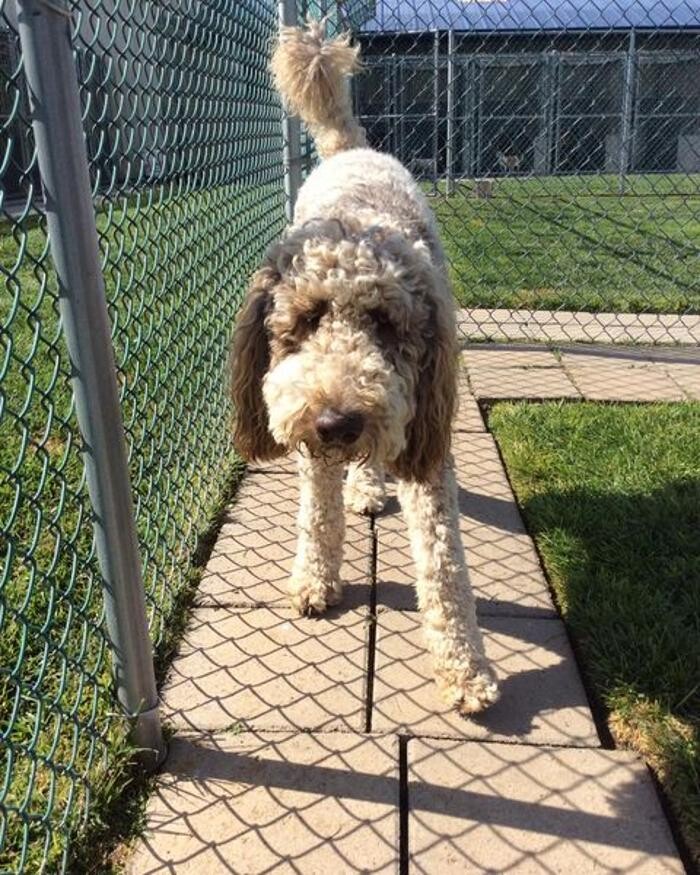 Images Willow Creek Kennels