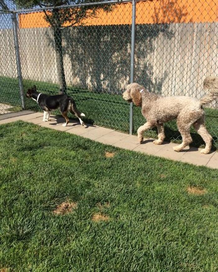 Images Willow Creek Kennels