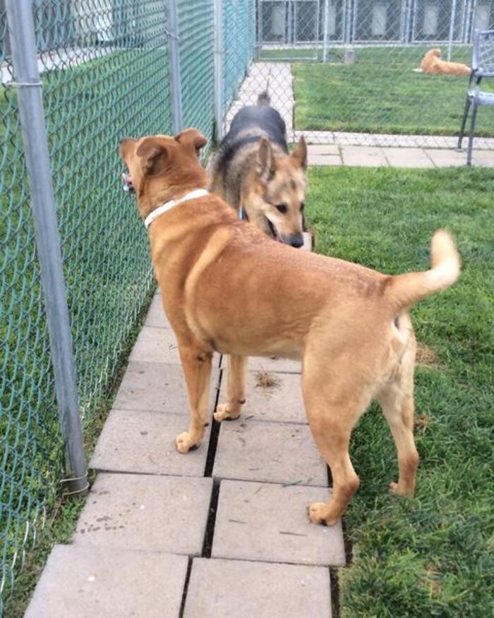 Images Willow Creek Kennels