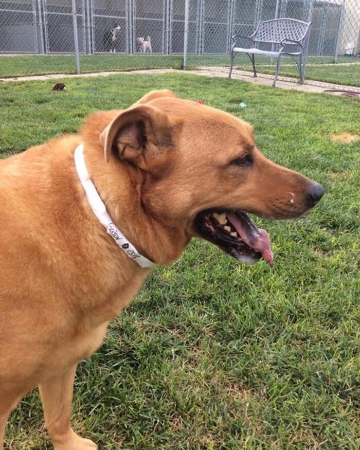 Images Willow Creek Kennels