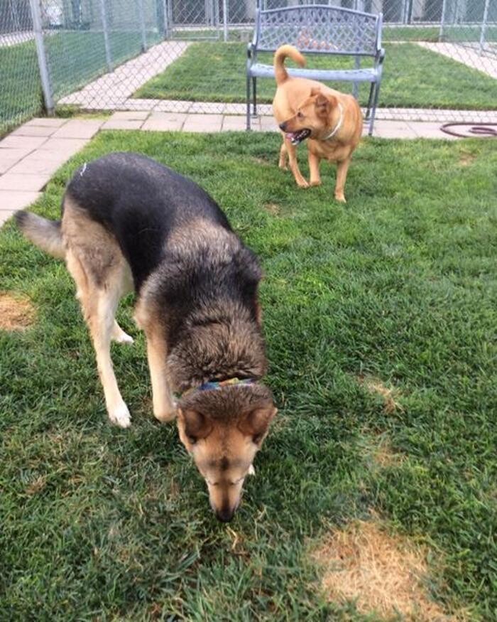 Images Willow Creek Kennels