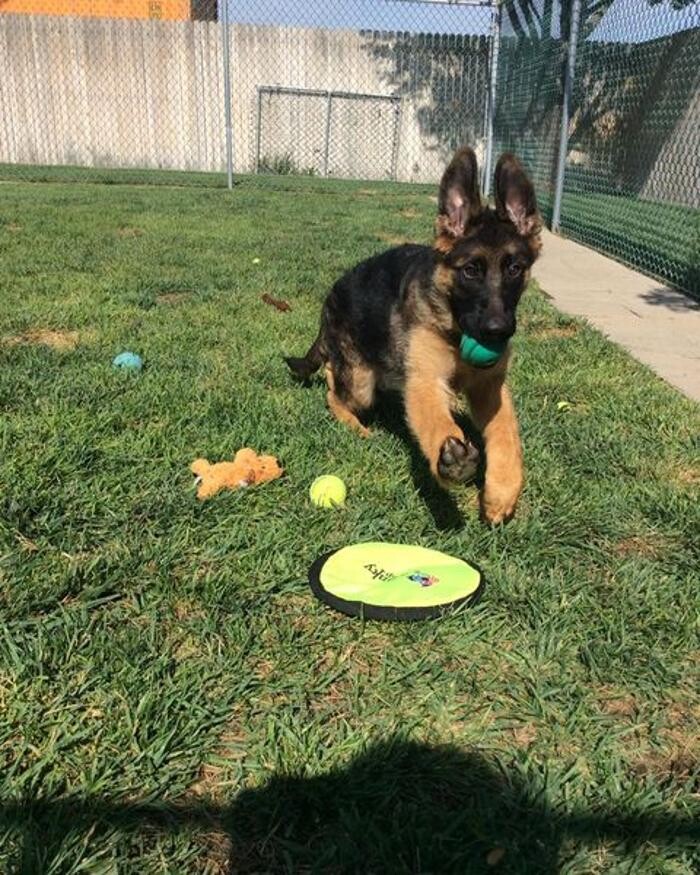 Images Willow Creek Kennels