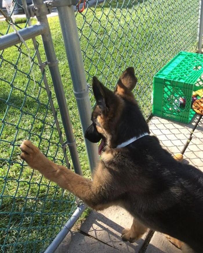 Images Willow Creek Kennels