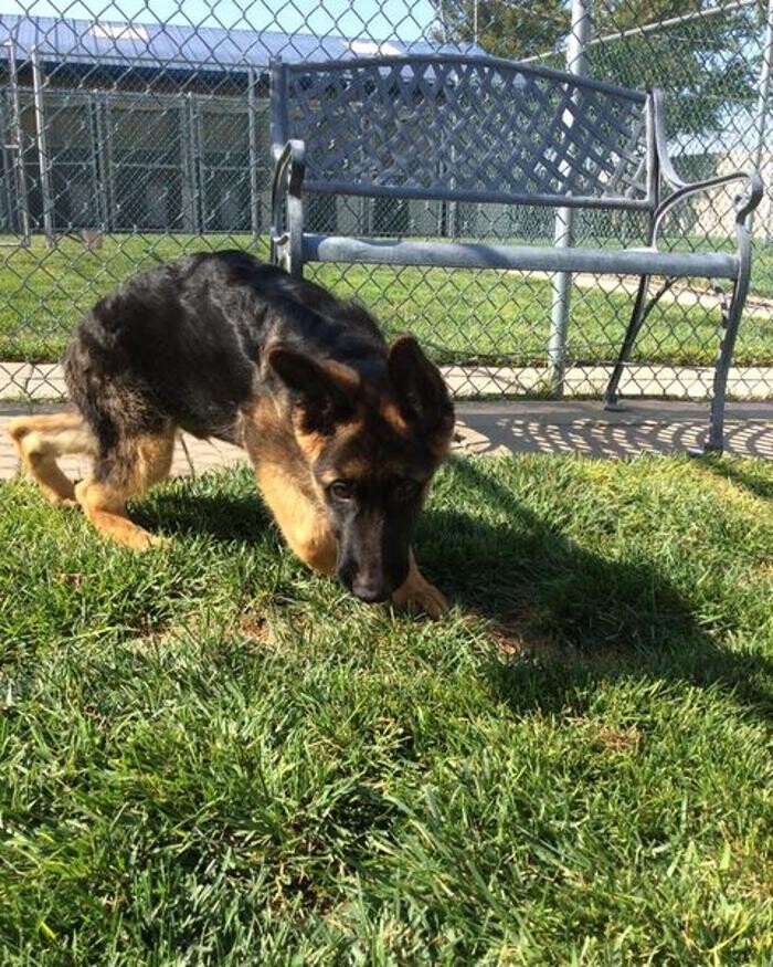 Images Willow Creek Kennels