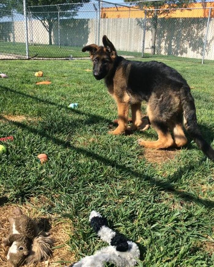 Images Willow Creek Kennels