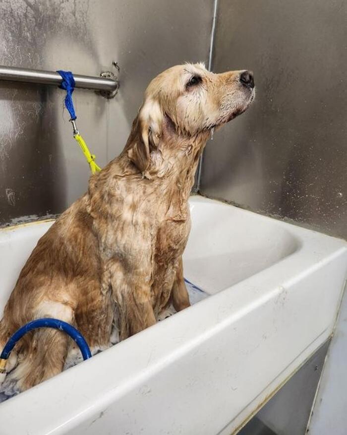 Images Willow Creek Kennels