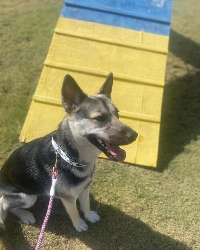 Images Willow Creek Kennels