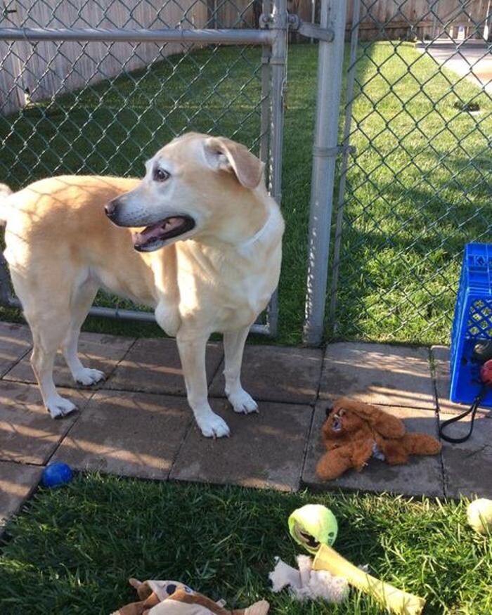 Images Willow Creek Kennels
