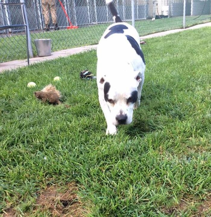 Images Willow Creek Kennels