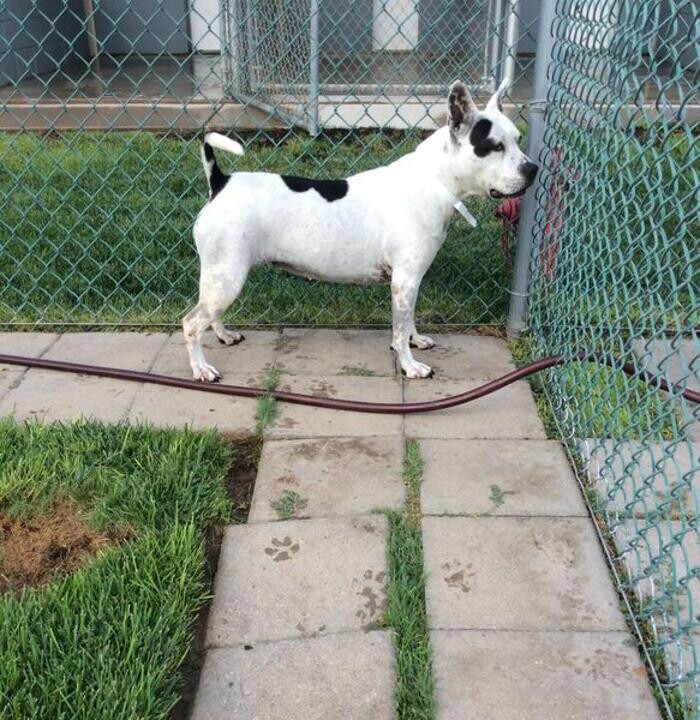 Images Willow Creek Kennels
