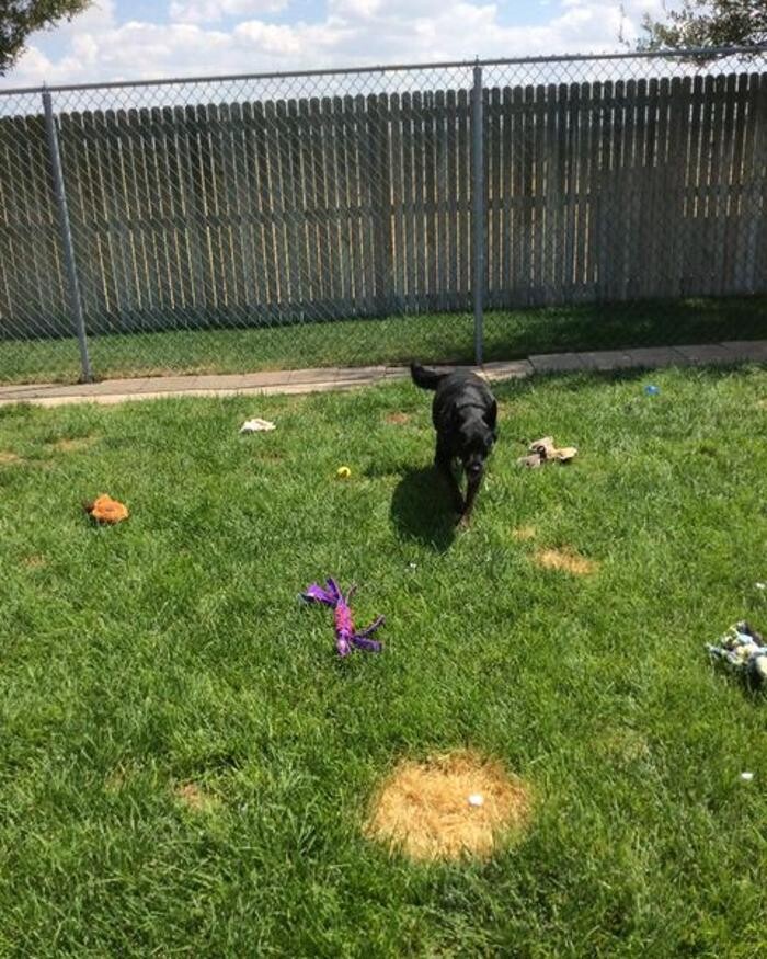 Images Willow Creek Kennels