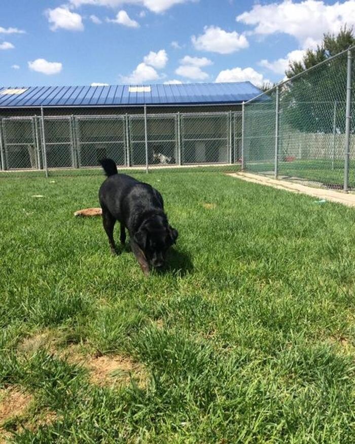 Images Willow Creek Kennels