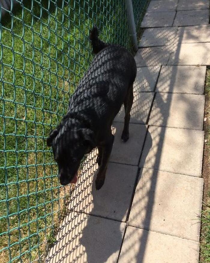 Images Willow Creek Kennels