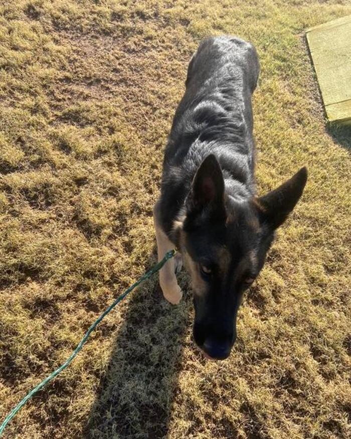Images Willow Creek Kennels