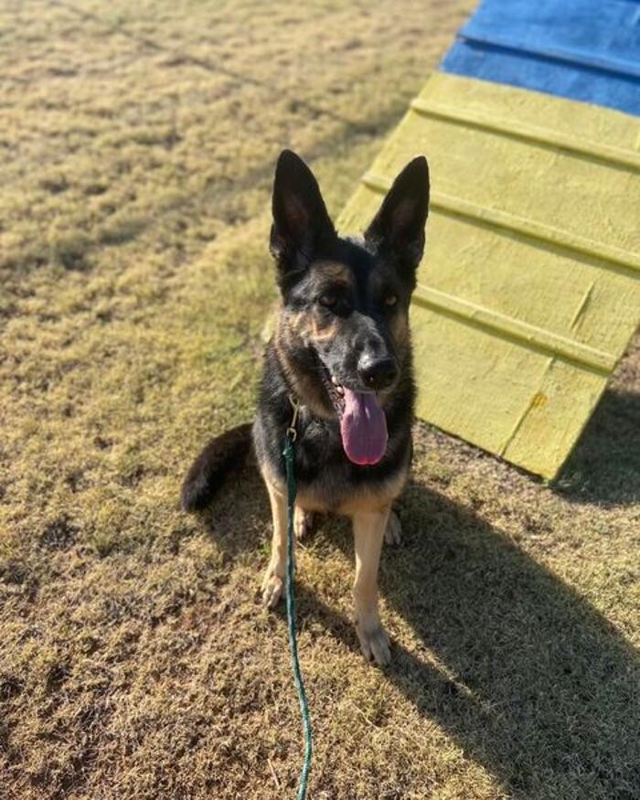 Images Willow Creek Kennels