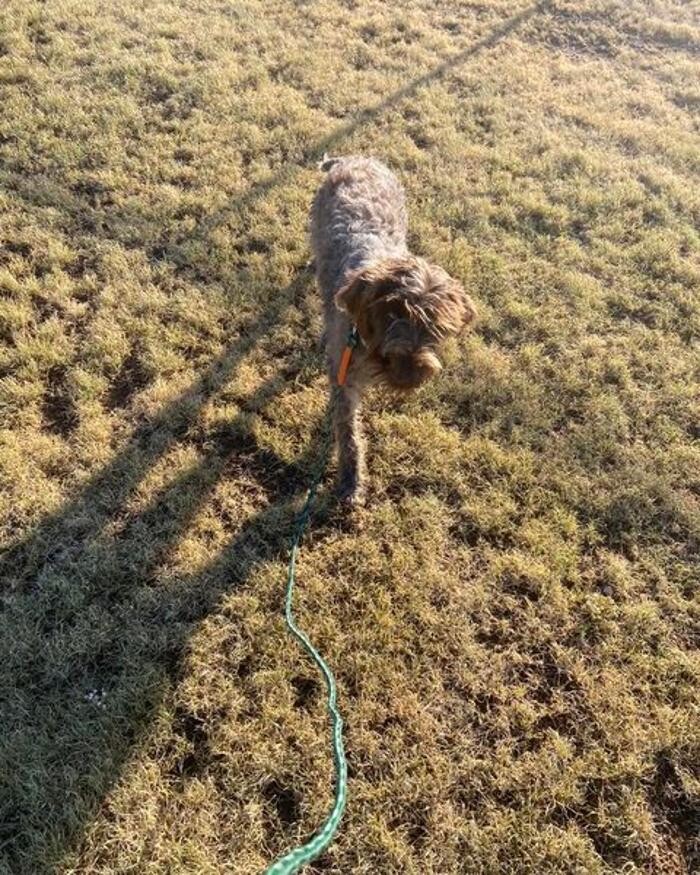 Images Willow Creek Kennels