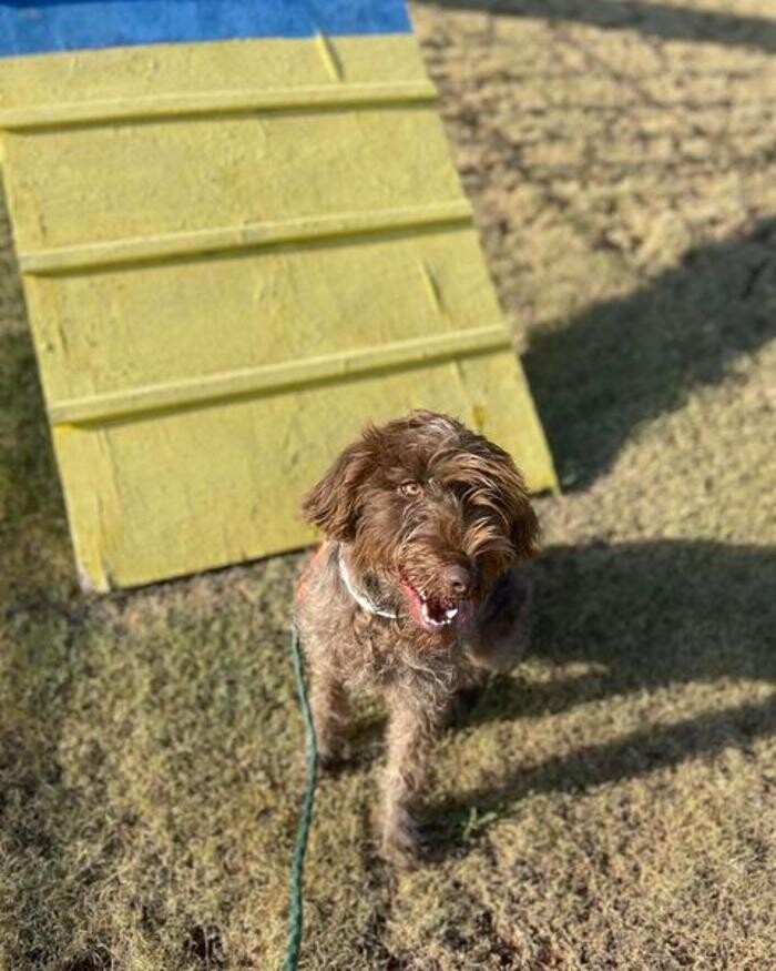 Images Willow Creek Kennels